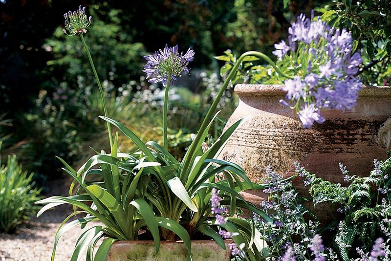 Works In Both Garden Beds And Containers
