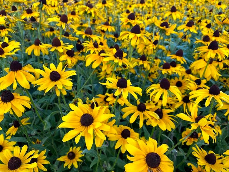 Black-Eyed Susan (Rudbeckia hirta)