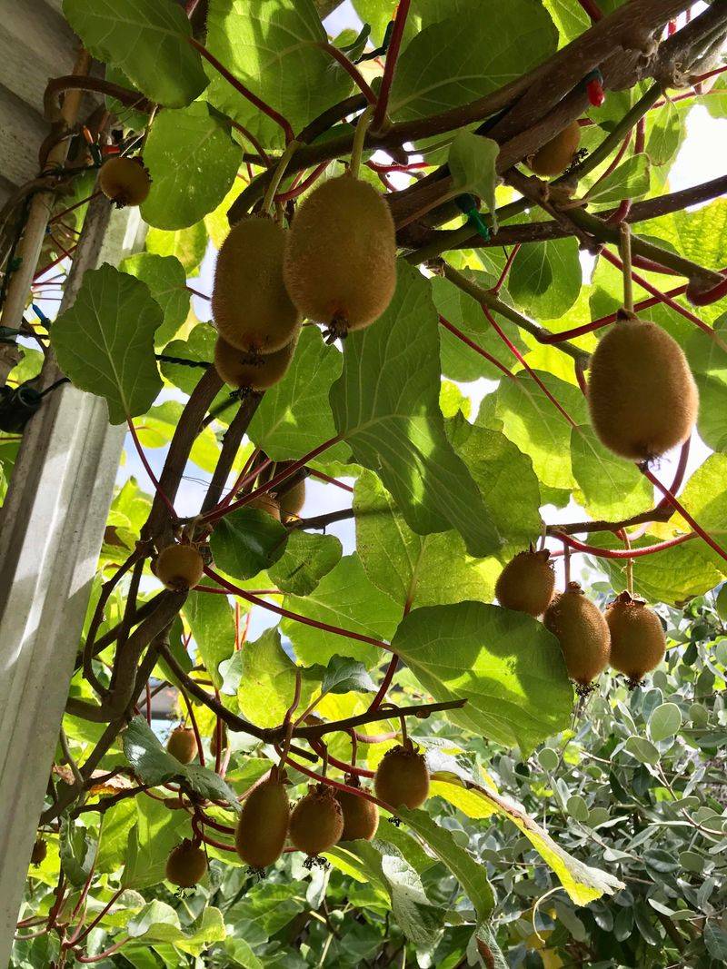 Kiwifruit