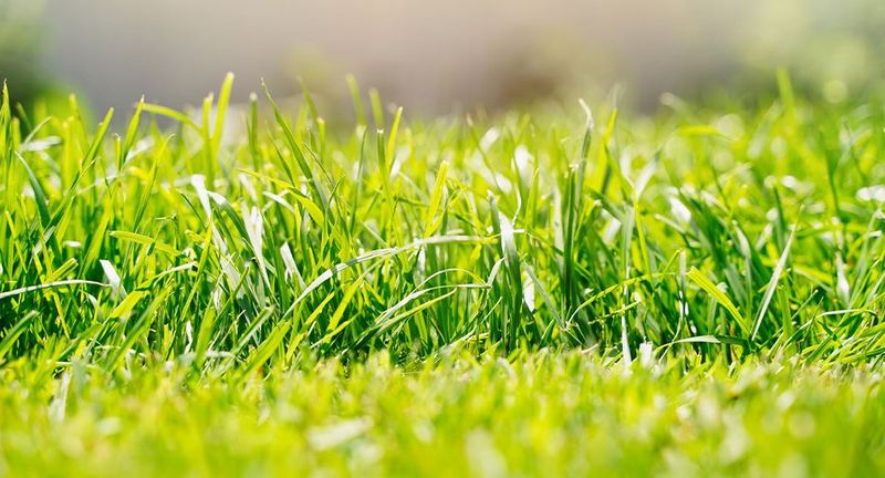 Tall Growth Can Change Light And Moisture Levels