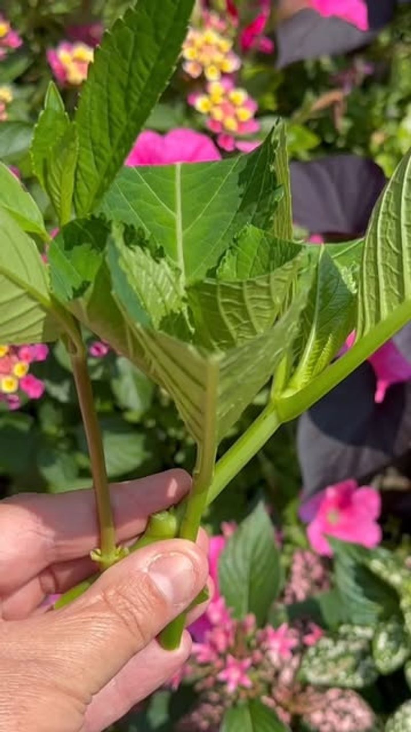 Easier To Identify Healthy Non-Flowering Stems