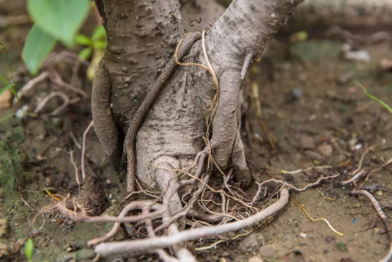 Check For Girdling Around The Trunk