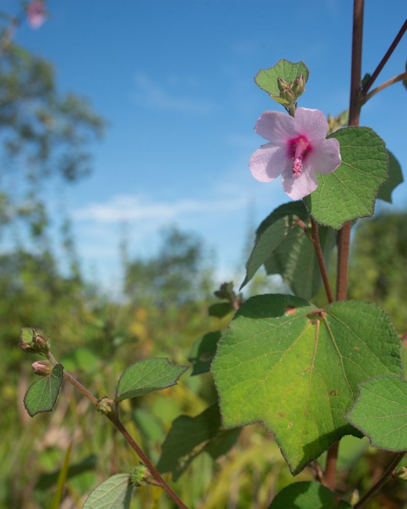 Notice Caesarweed Spreading Through Open Areas