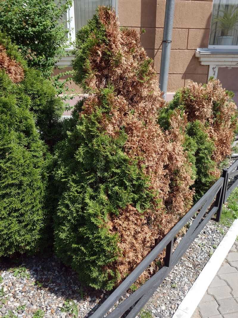 Check South And West Sides For Winter Burn