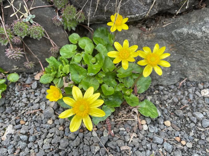 Catch It While The Patch Is Small