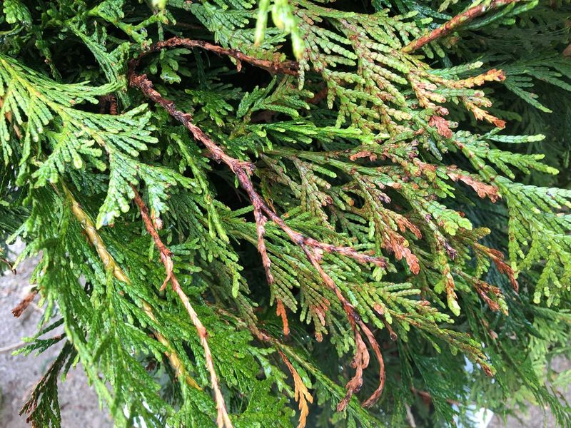 Check For Missing Foliage Versus Discolored Foliage