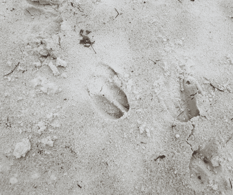 Check For Deer Tracks Or Droppings Nearby