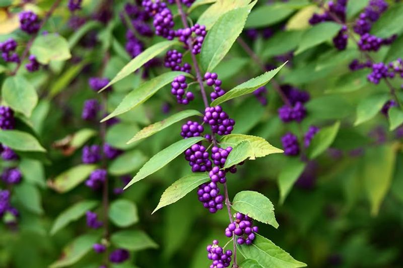 American Beautyberry Brings Color With Little Upkeep