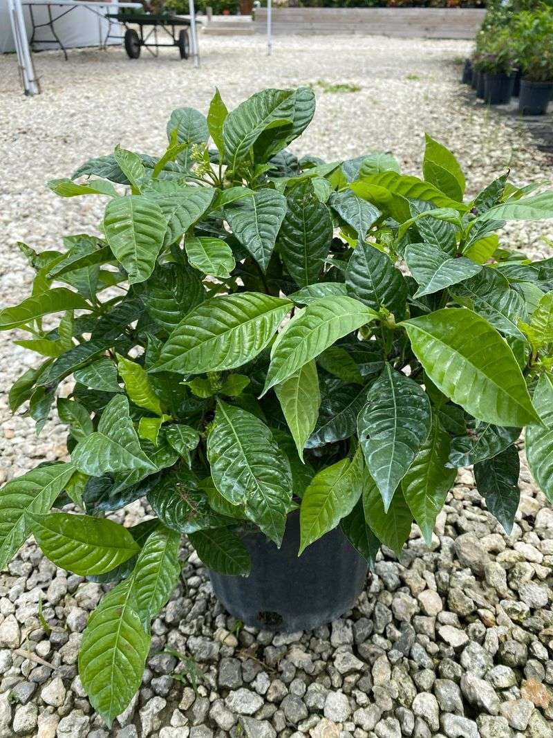 Wild Coffee Thrives In Shade And Keeps A Lush Look