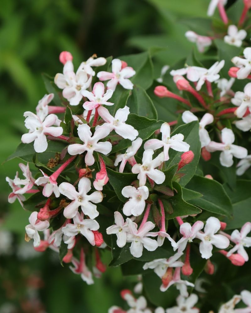 Abelia Starts Blooming In Late Spring