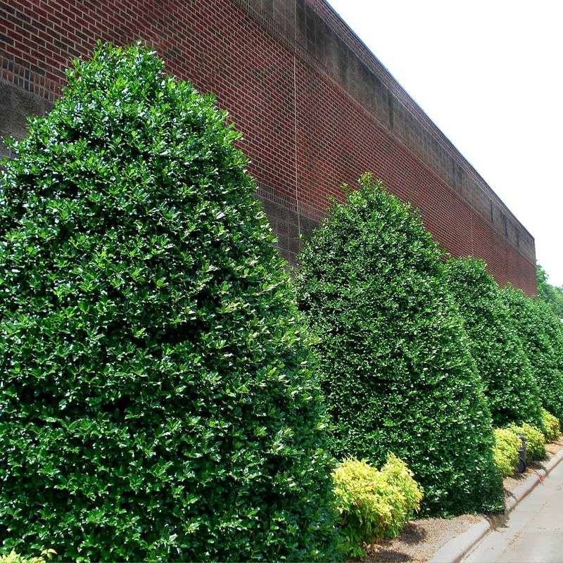 Holly Forms A Strong Screen With Evergreen Foliage