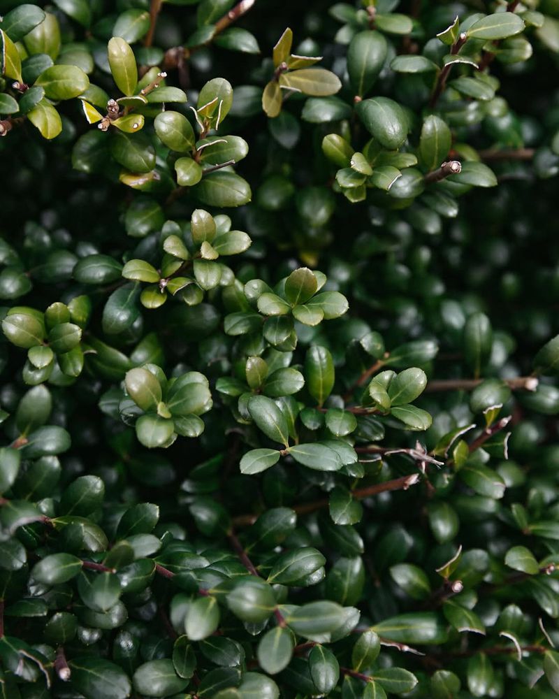 Japanese Holly (Ilex Crenata)