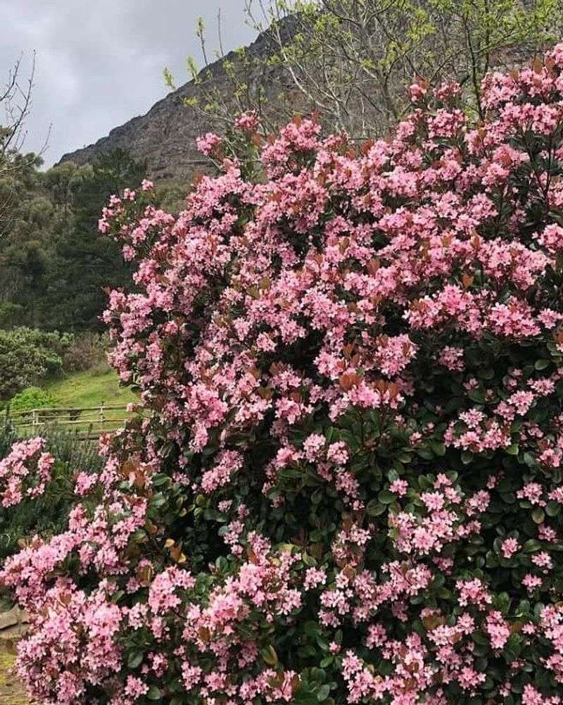 Indian Hawthorn Benefits Before Warmer Weather Sets In