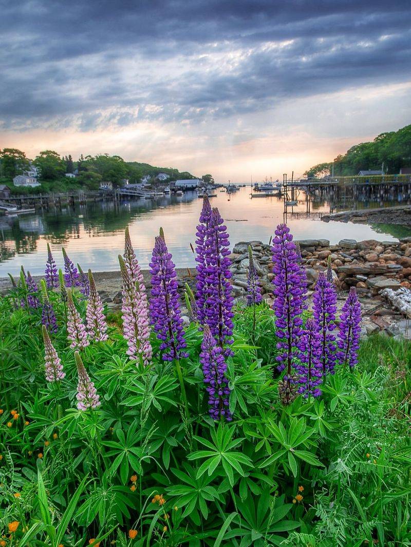 Lupine Supporting Insects And Ground Cover
