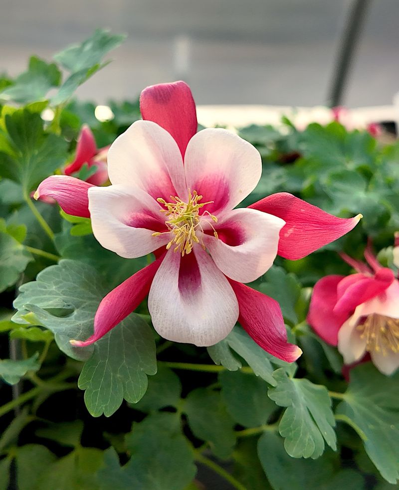 Thrives In Part Shade