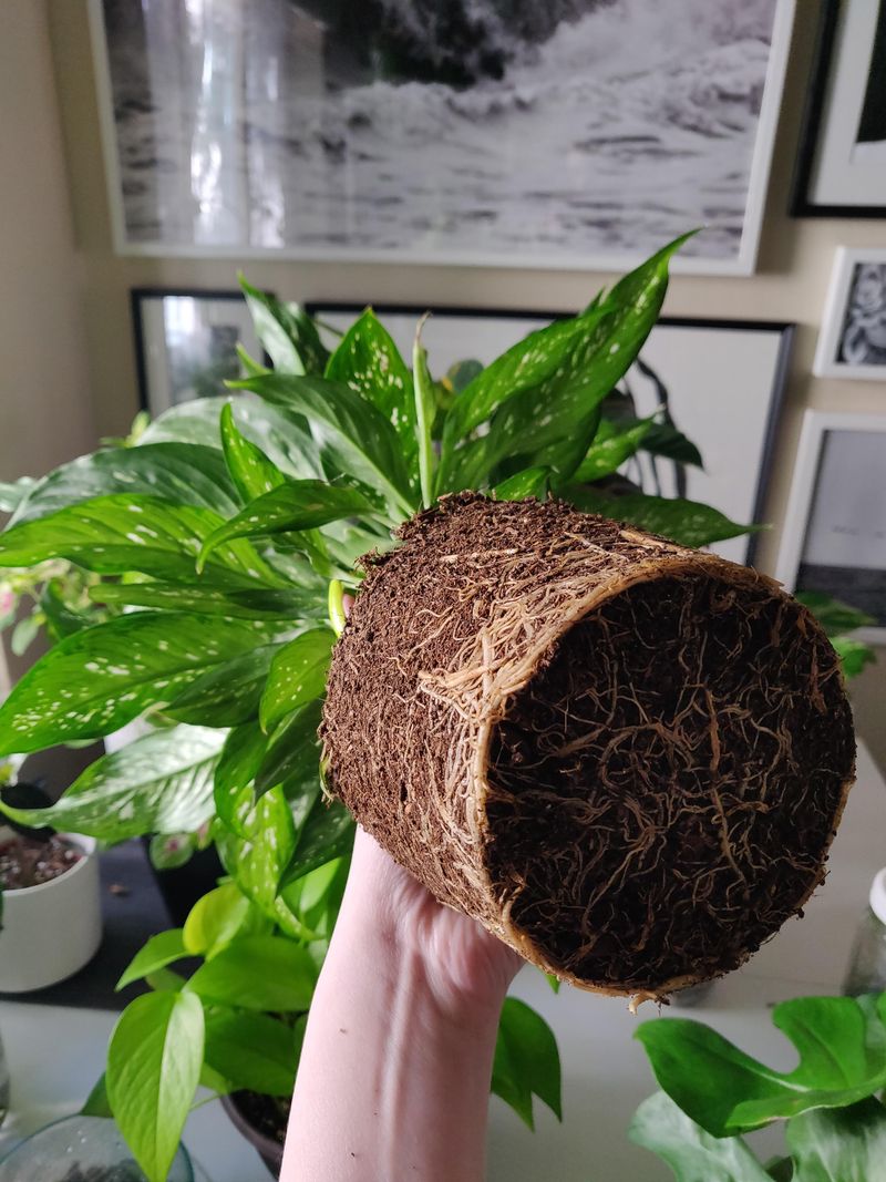 Root Bound Conditions In A Too-Small Pot