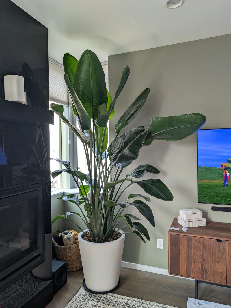 Temperature Fluctuations During Michigan Seasons Stress The Plant