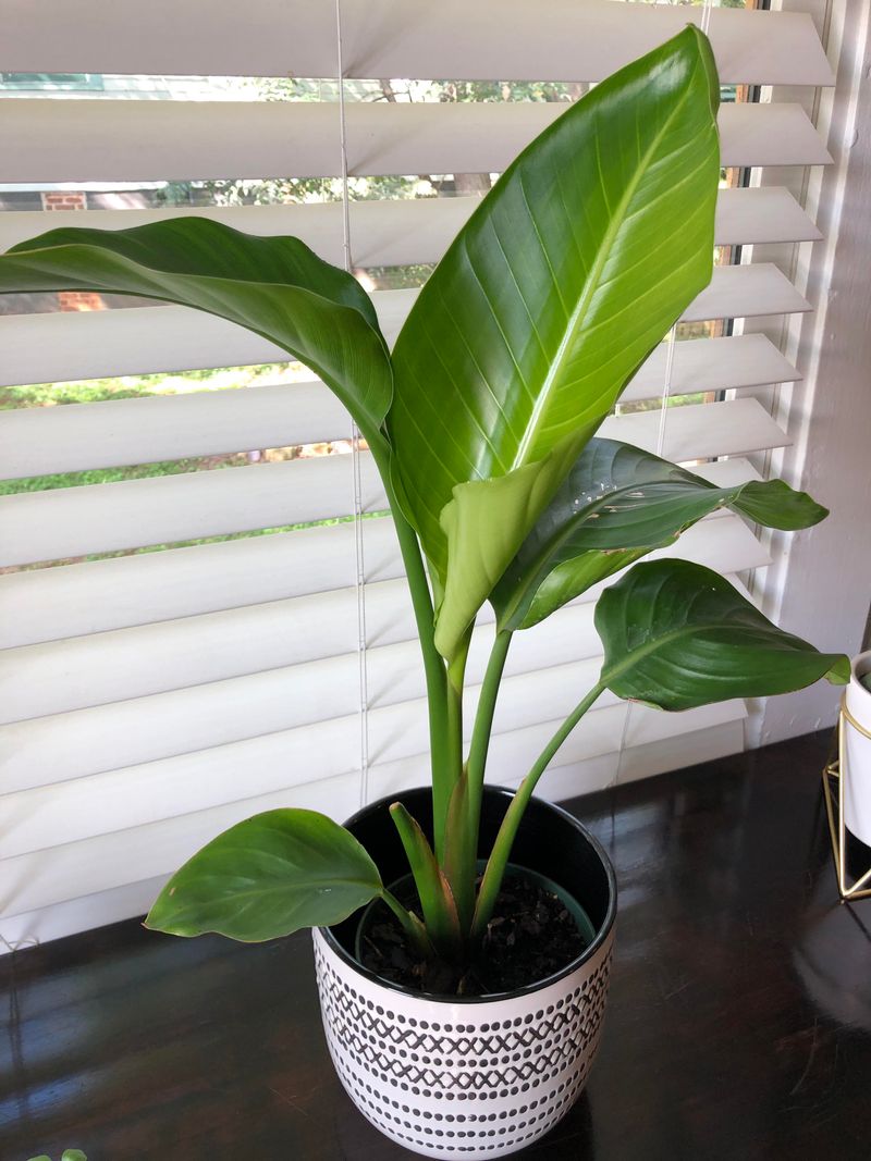 Young Plants Need Time Before They Flower