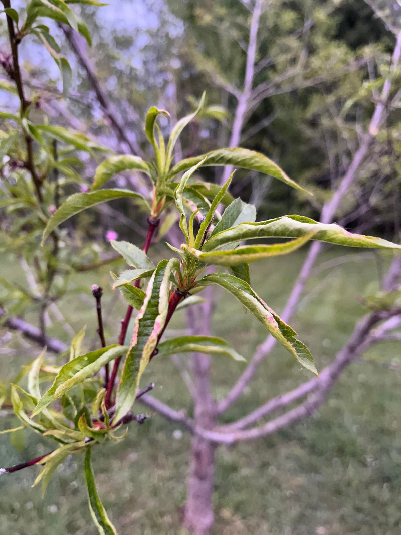 Repeated Frost Events Increase Losses