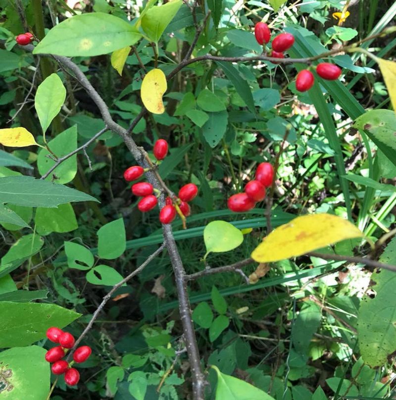 Adds Fragrance And Seasonal Interest