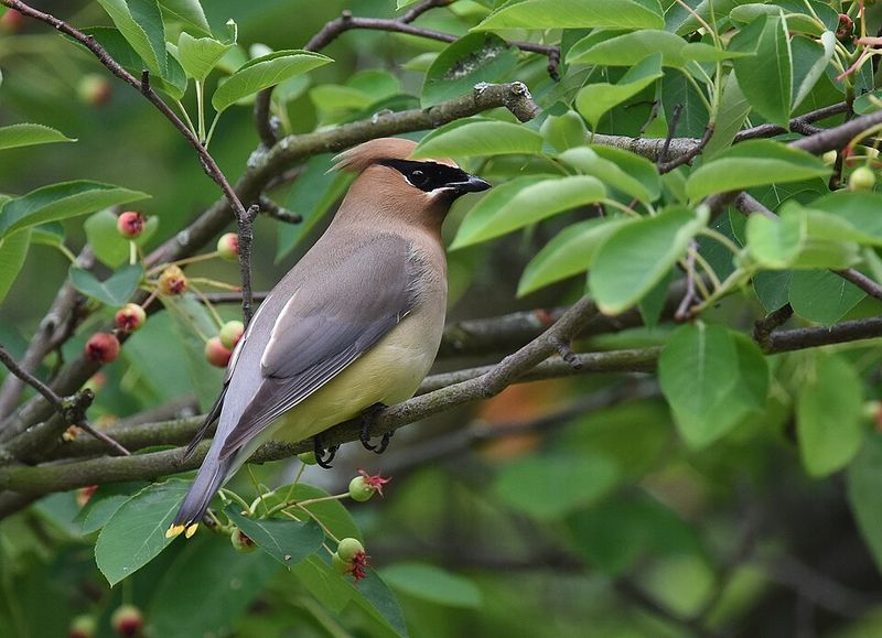 Strong Wildlife Value Supports Local Ecosystems