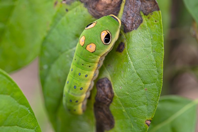 A Host Plant That Supports Swallowtail Butterflies