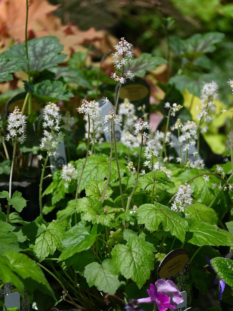 Foamflower (Tiarella Cordifolia)