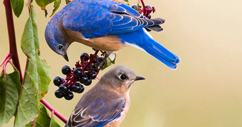 Native Berries Keep Them Coming Back