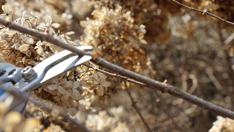 Pruning Based On Whether Your Hydrangea Blooms On Old Or New Wood