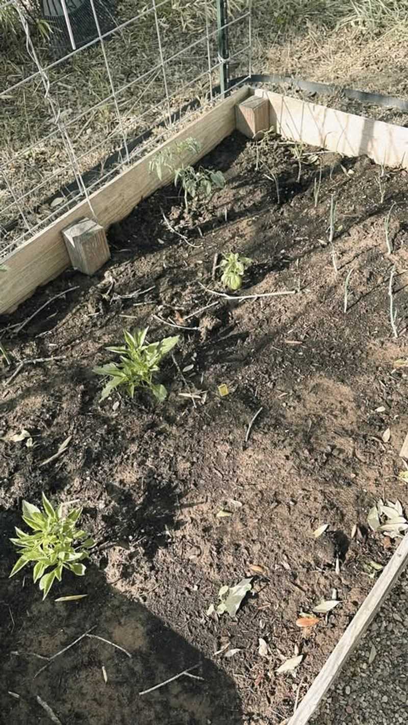 Full Shade Or Less Than 6 Hours Of Sun