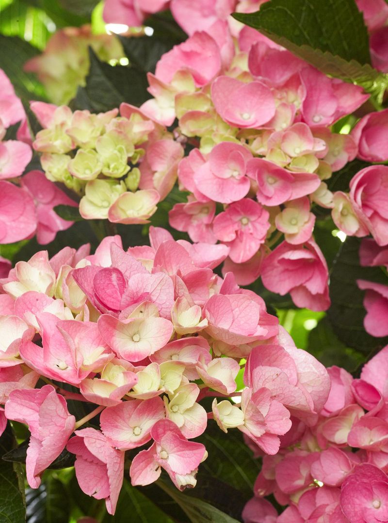 Raise Soil PH To Encourage Pink Or Red Flowers