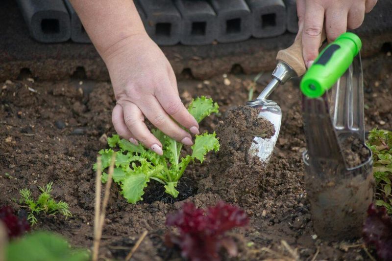 Waxing Moon Is Linked To Above-Ground Crops Waxing Moon Is Linked To Above-Ground Crops
