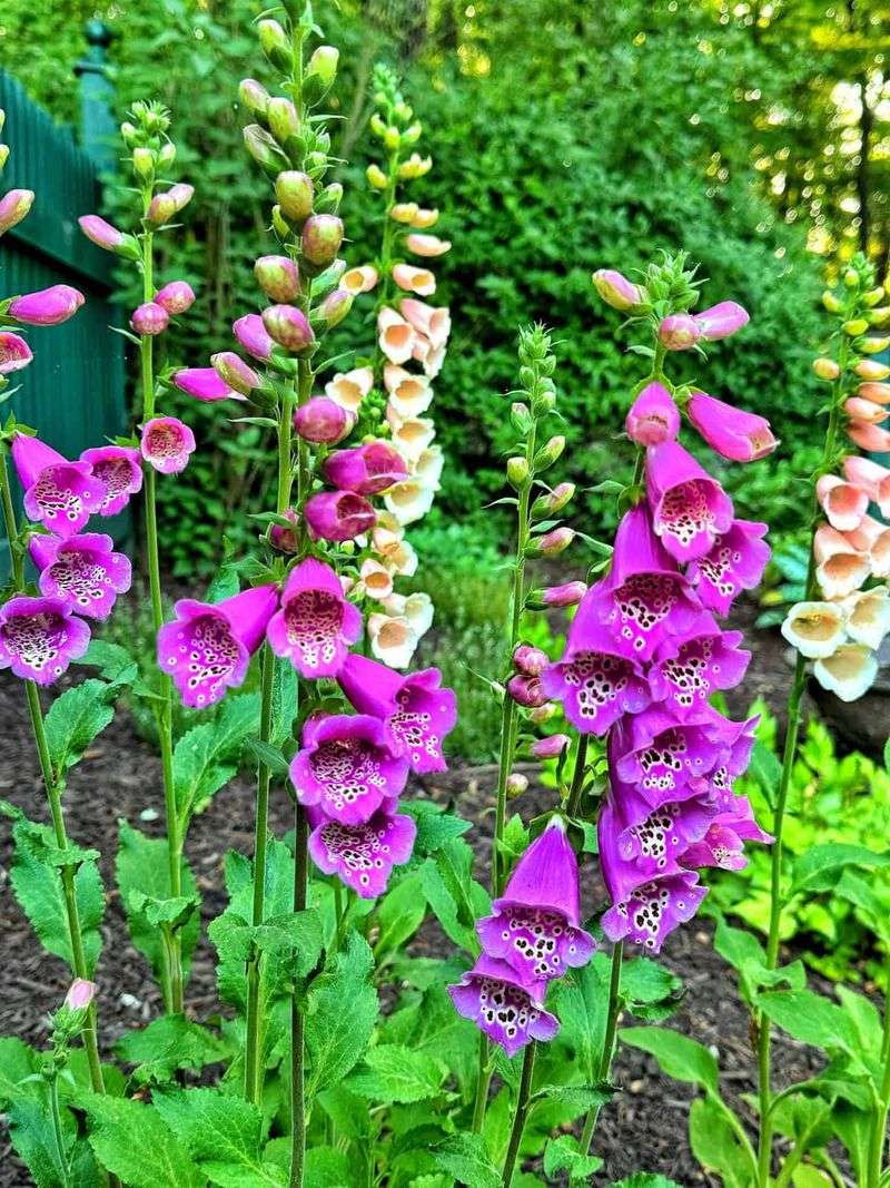 Foxglove