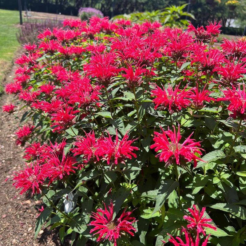 Bee Balm Brings Hummingbirds And Bees To Georgia Gardens