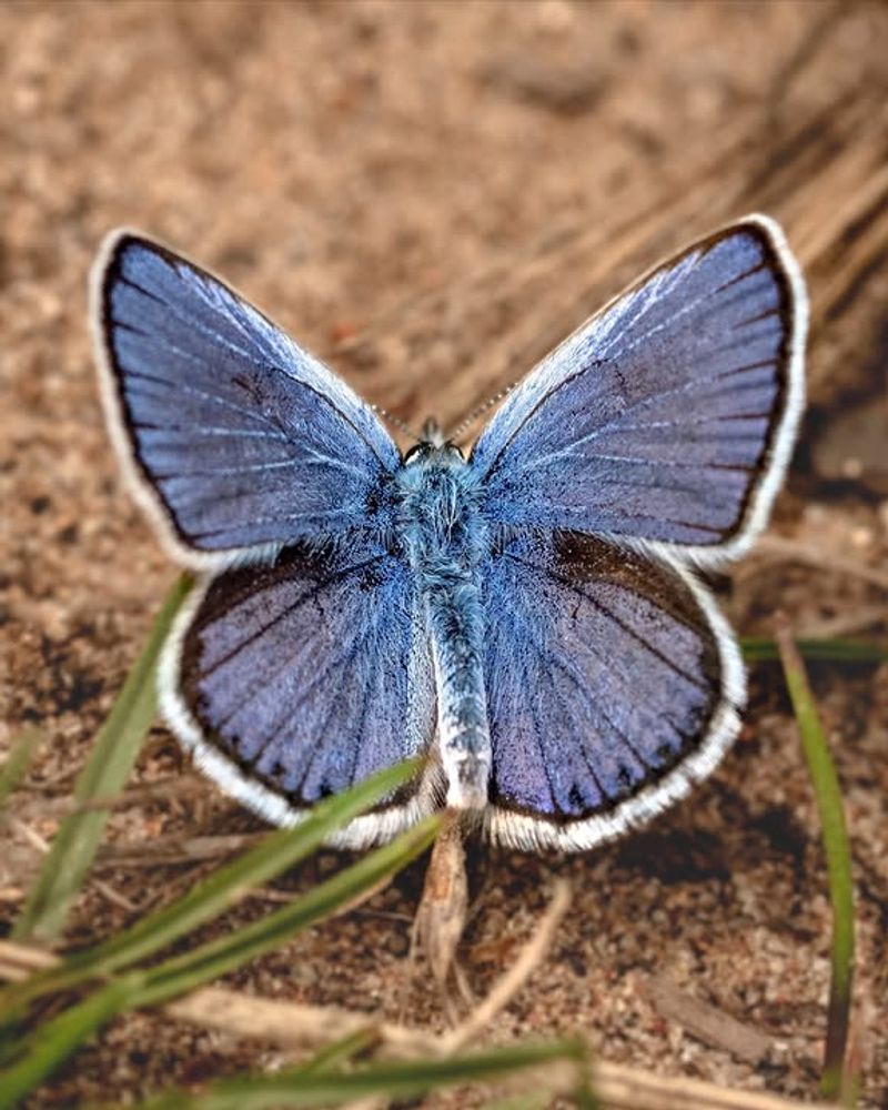 Sandy Open Habitat Supports Both Species