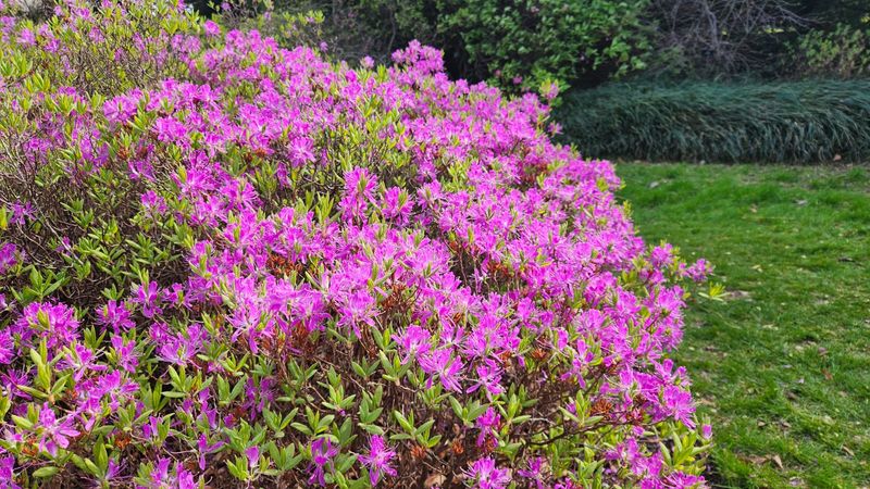 Rhodora Blooms Before Its Leaves Even Open And Asks For Nothing