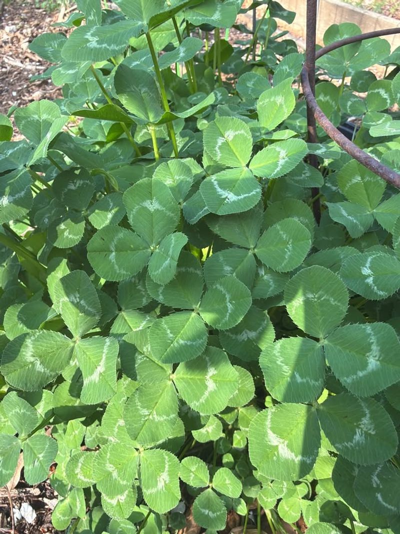 Clover Attracting Insects And Easy Foraging