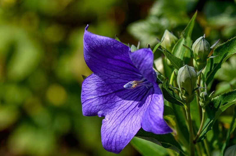 Balloon Flower (Platycodon Grandiflorus)