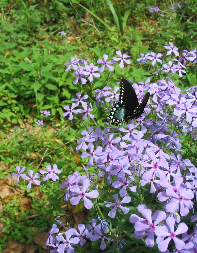 Woodland Phlox Thrives In Shade And Extends Spring Color