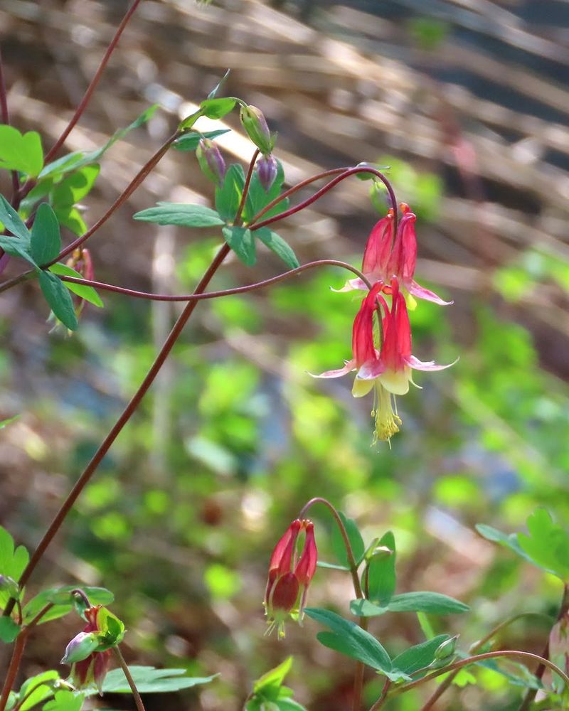 Eastern Red Columbine Fills Out Before Heat Arrives
