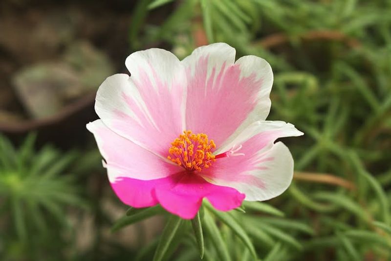 Portulaca For Full-Sun Flower Power