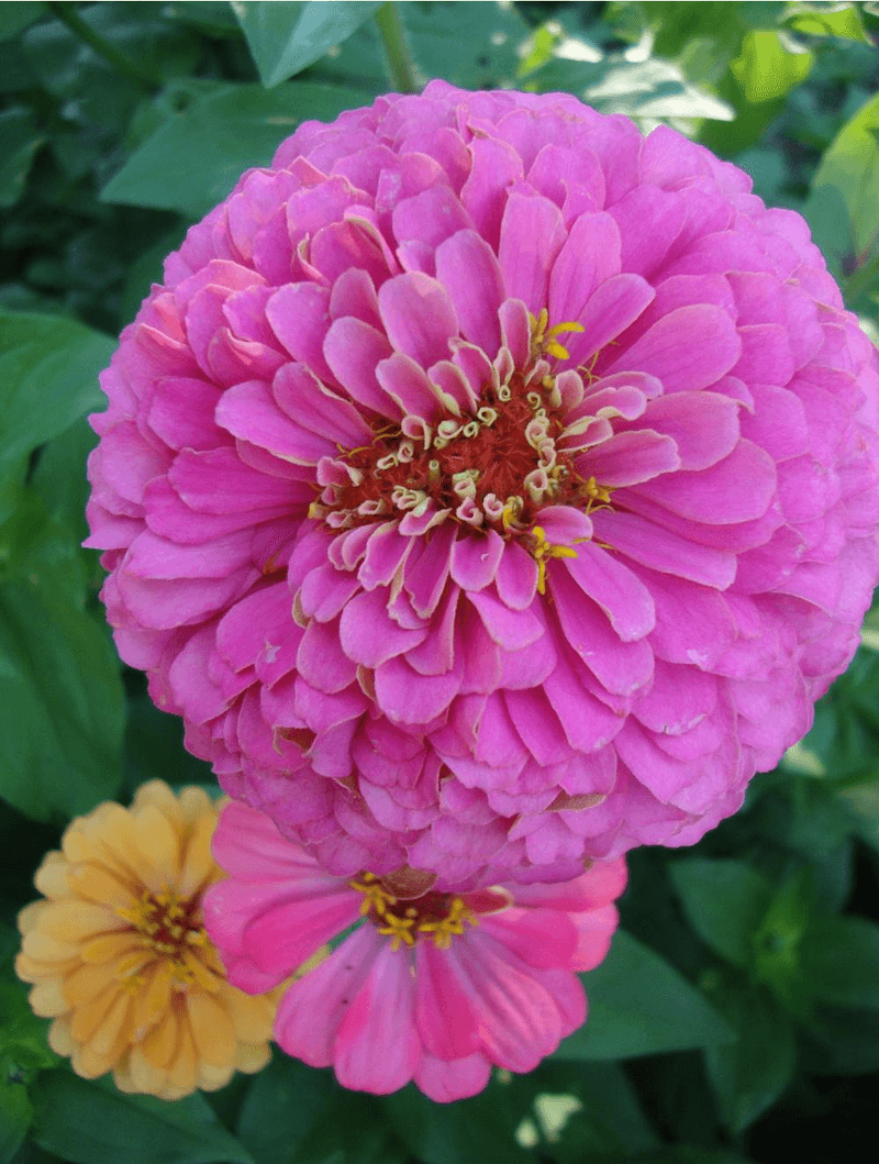 California Giant Zinnias Bring Height And Old-Fashioned Color