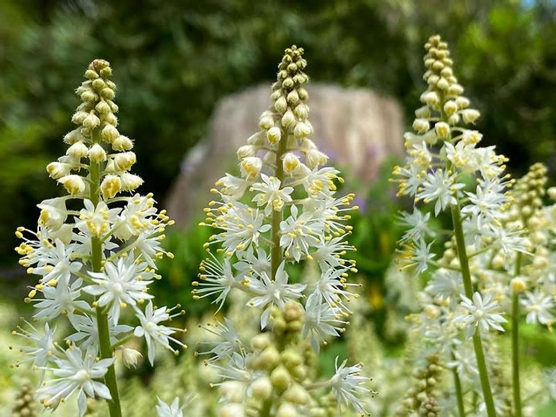 Foamflower Creating Soft Woodland Charm