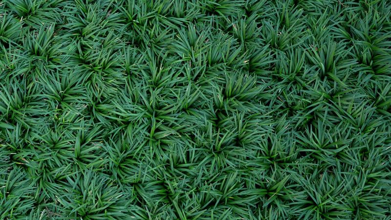Dwarf Mondo Grass Forming A Mini, Carpet-Like Groundcover