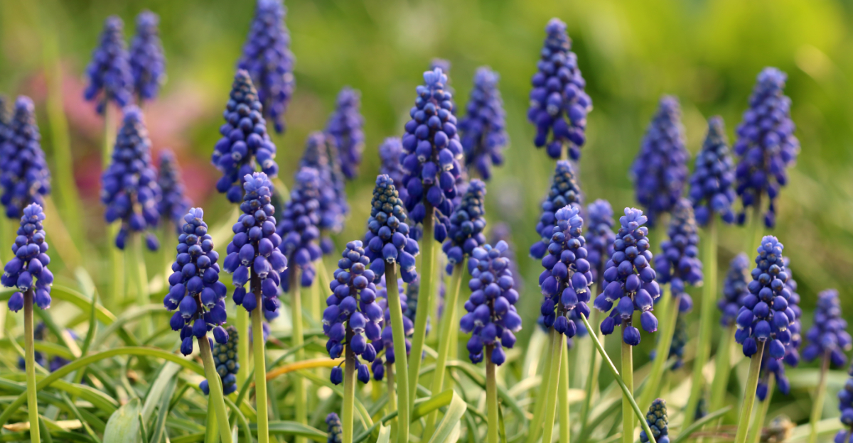 Magical Plants North Carolina Gardeners Should Plant For A Fairy Garden Vibe