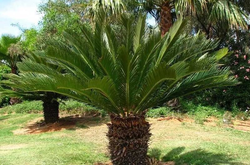 Deep Watering Now Builds Drought Tolerance Before Summer