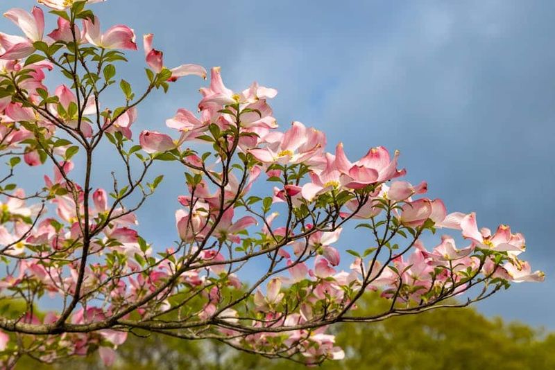 Flowering Dogwood Loses Flowers When Pruned Too Late