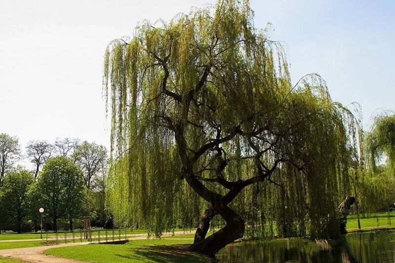 Willow Declining Fast Without Steady Water