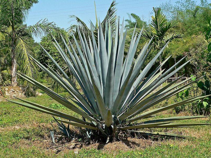 Blue Agave Adds Striking Foliage And Heat Tolerance