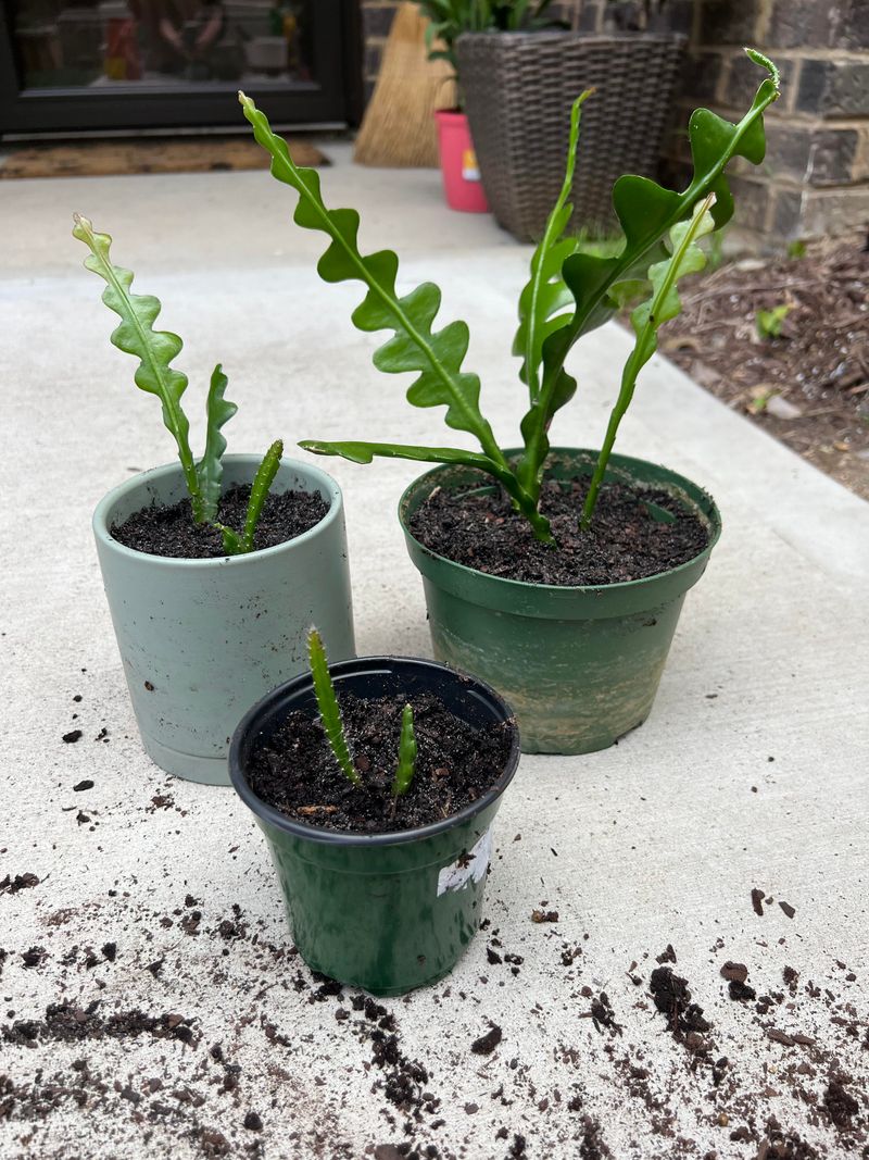 Use A Well Draining Potting Mix Use A Well Draining Potting Mix